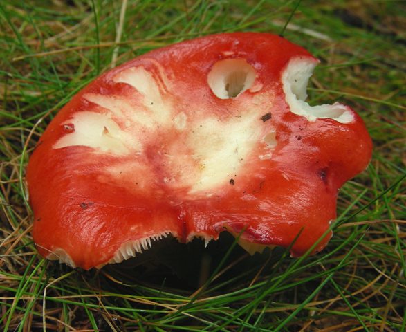Escursione a 1500/1800,tanti funghi